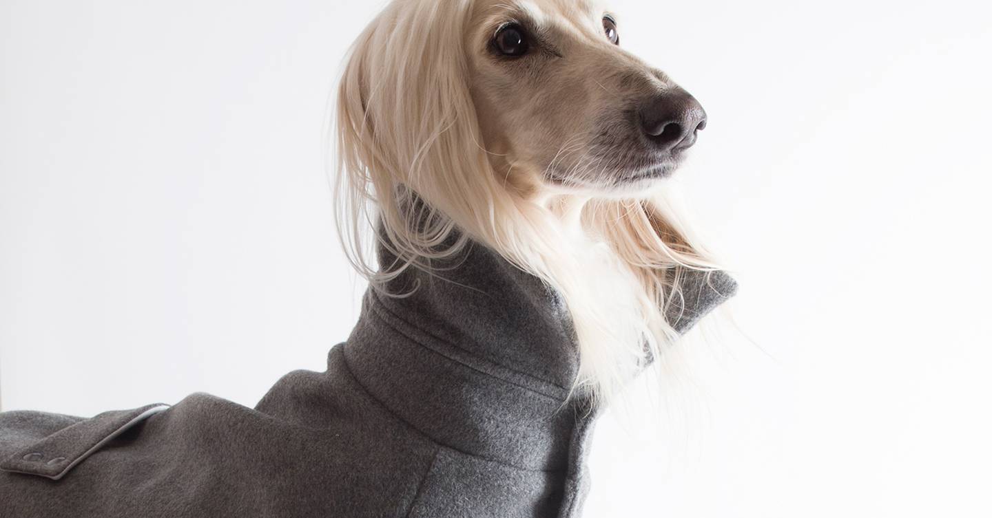 porter dog
