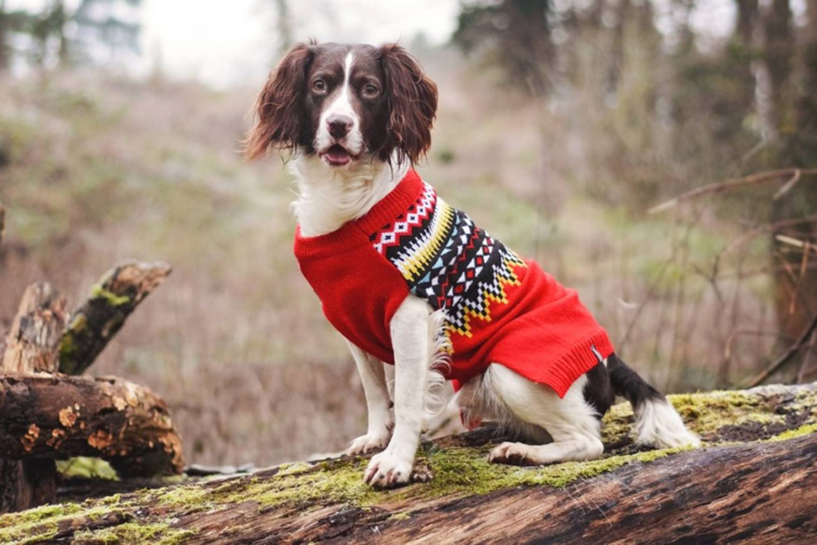 dog Christmas outfits 2016 | Tatler