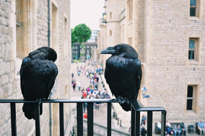 The Tower of London's Ravens Are Fleeing Because They're