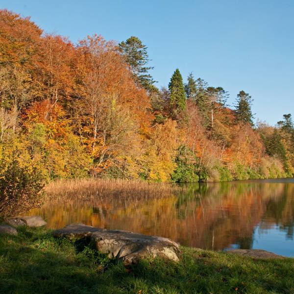 Most beautiful UK forests autumn trees leaves | Tatler