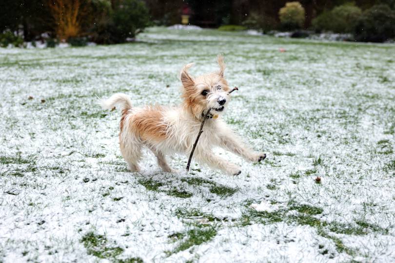 Row at Downing Street over 'vanity' photoshoot starring Dilyn the dog - Vimarsana News