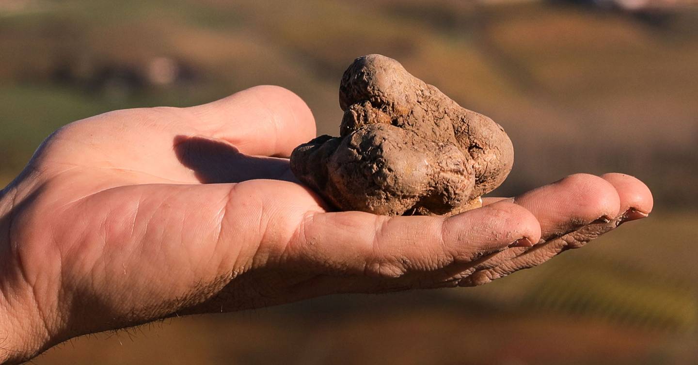 White Truffles Could Be Cultivated In The UK, Scientists Discover Tatler