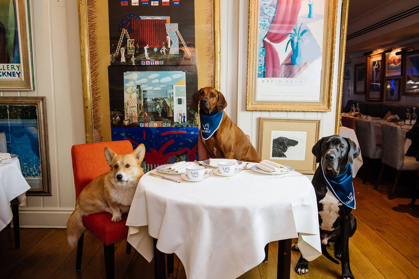 Private members&rsquo; club George pulls out all the stops for dogs | Tatler