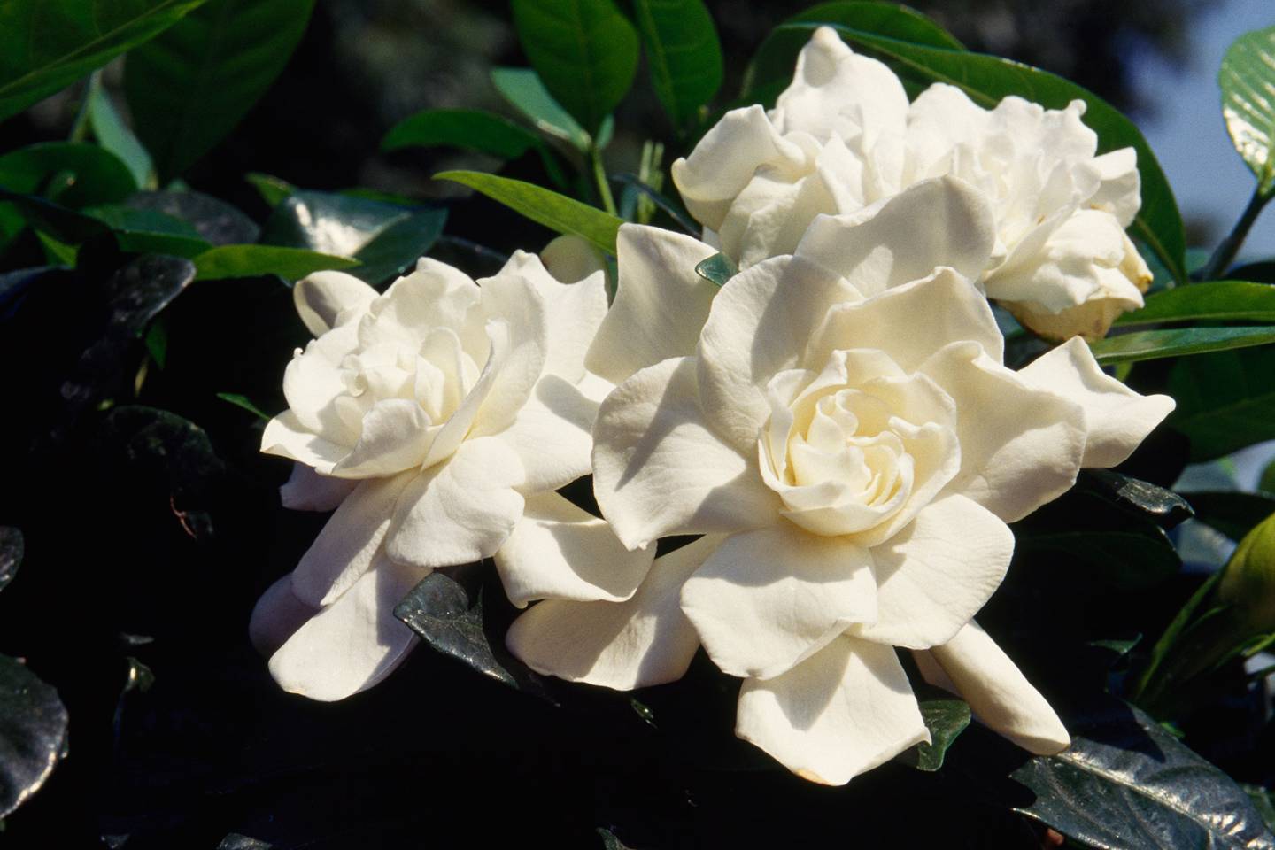 10 most expensive flowers Tatler