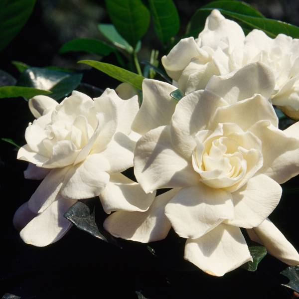 10 most expensive flowers | Tatler