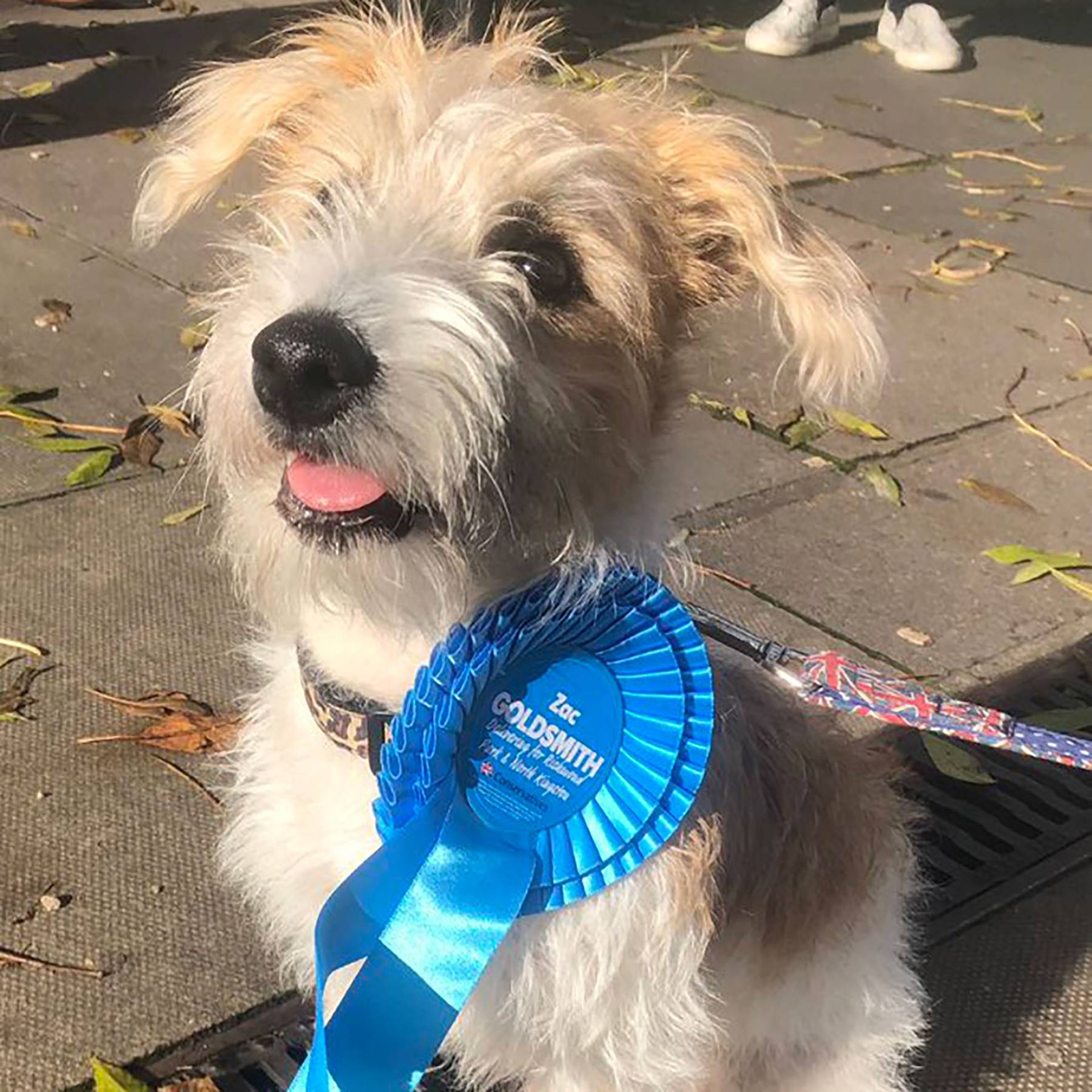 boris jack russell