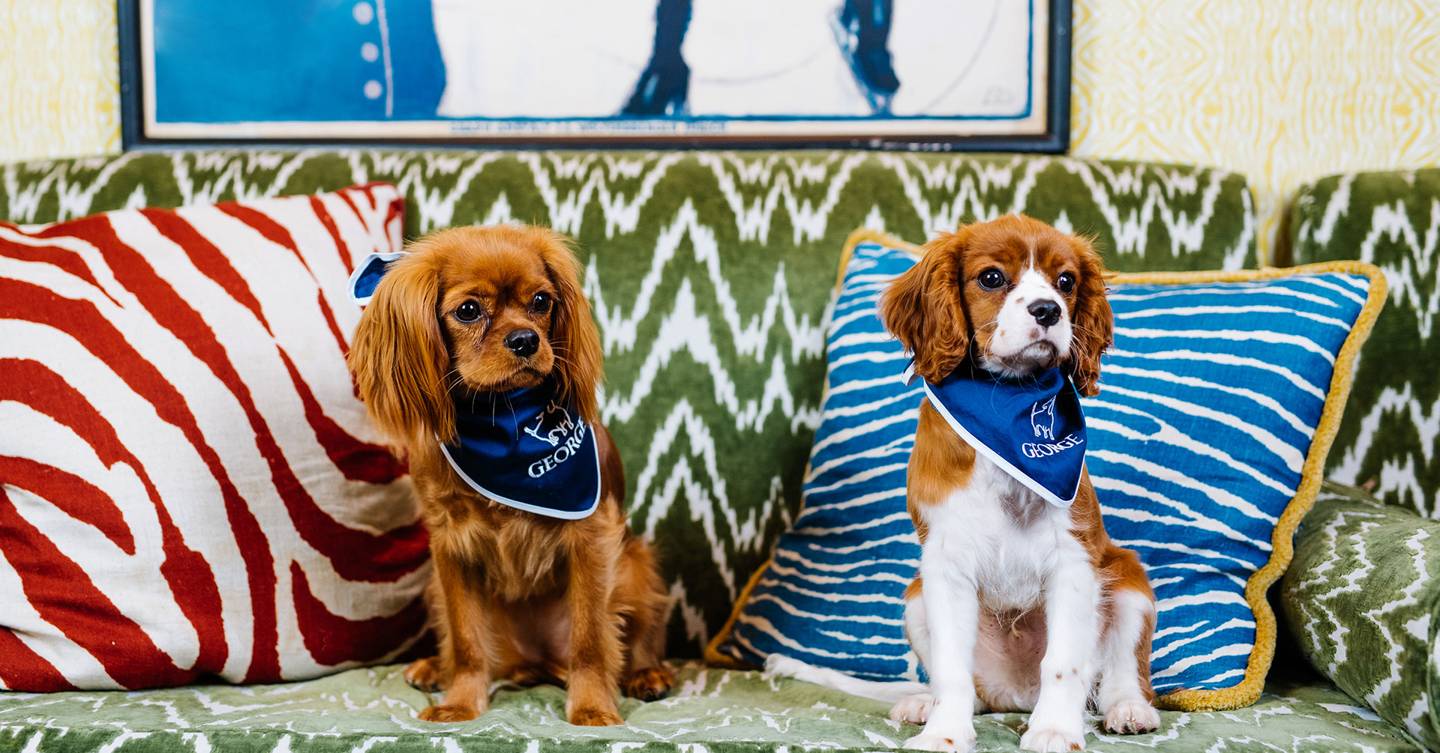 Private members’ club pulls out all the stops for dogs Tatler