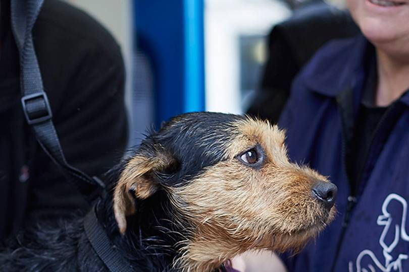 Homeless dog shelters in London Dogs on the Streets Tatler