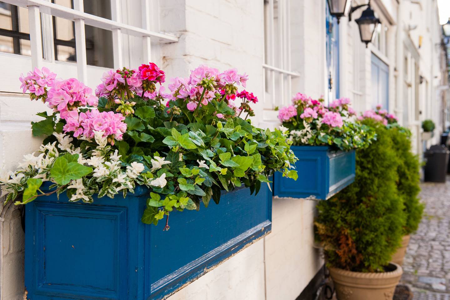 How To Grow A Window Box Expert Tips Tatler