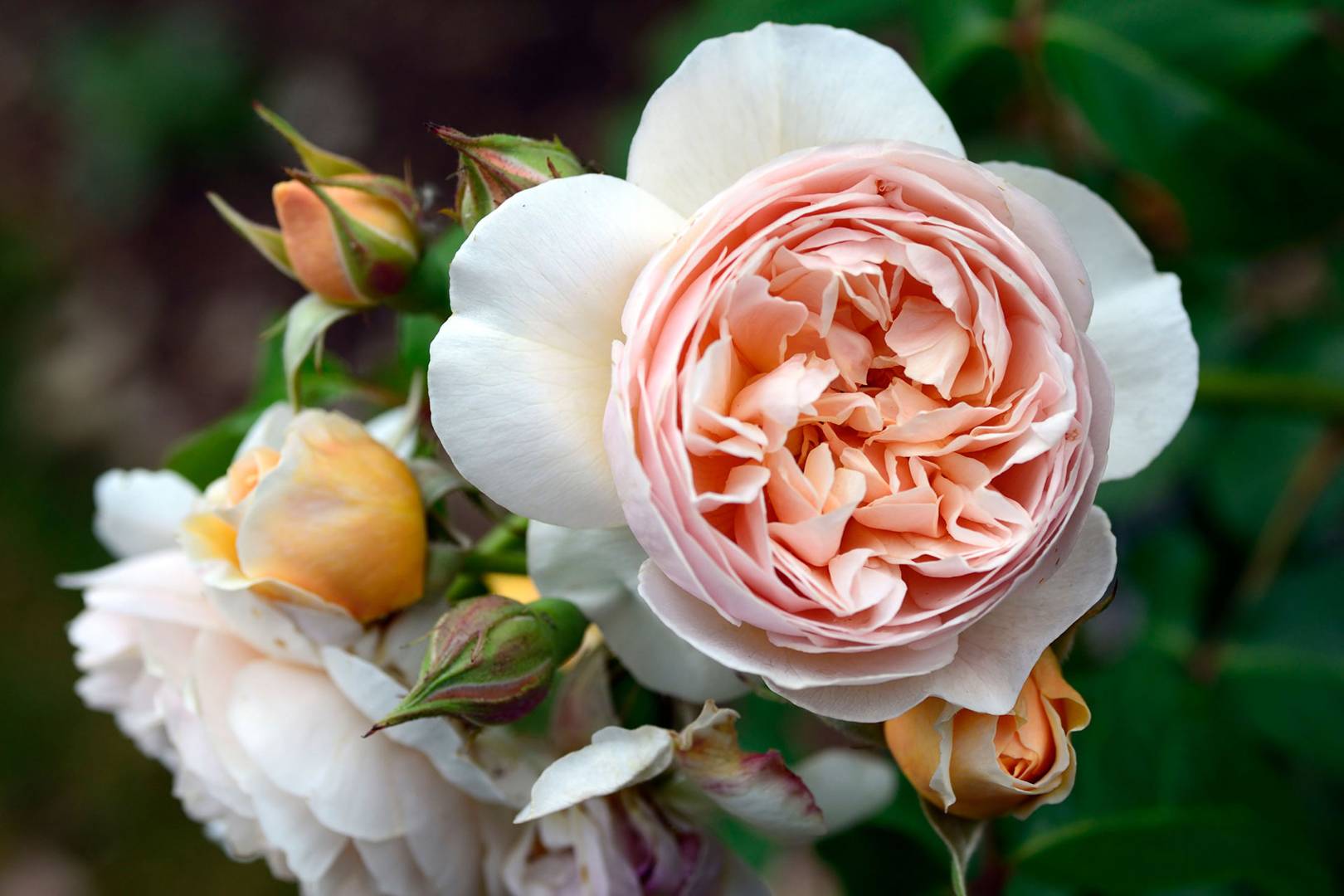 10 most expensive flowers | Tatler