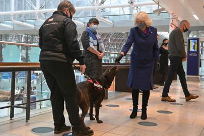 La duquesa de Cornwall acaricia a los perros mientras participan en una demostración de la organización benéfica Medical Detection Dogs. 