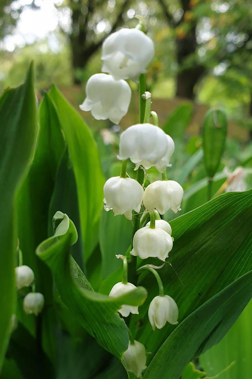 Queen's favourite flower lily of the valley virtual Chelsea Flower Show ...