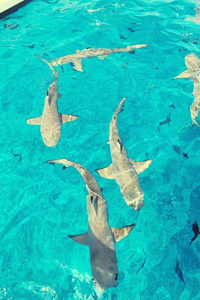 The St. Regis Review – Bora Bora resort | Tatler