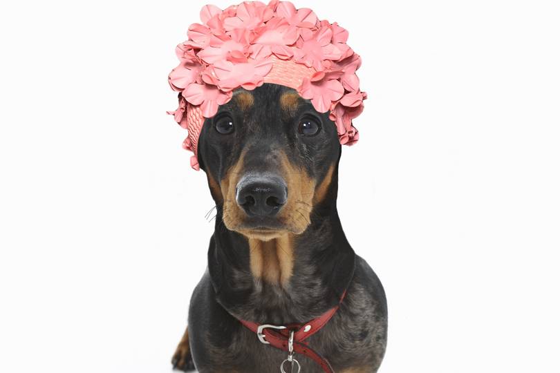 Doggrooming products UK 6 of the best Tatler