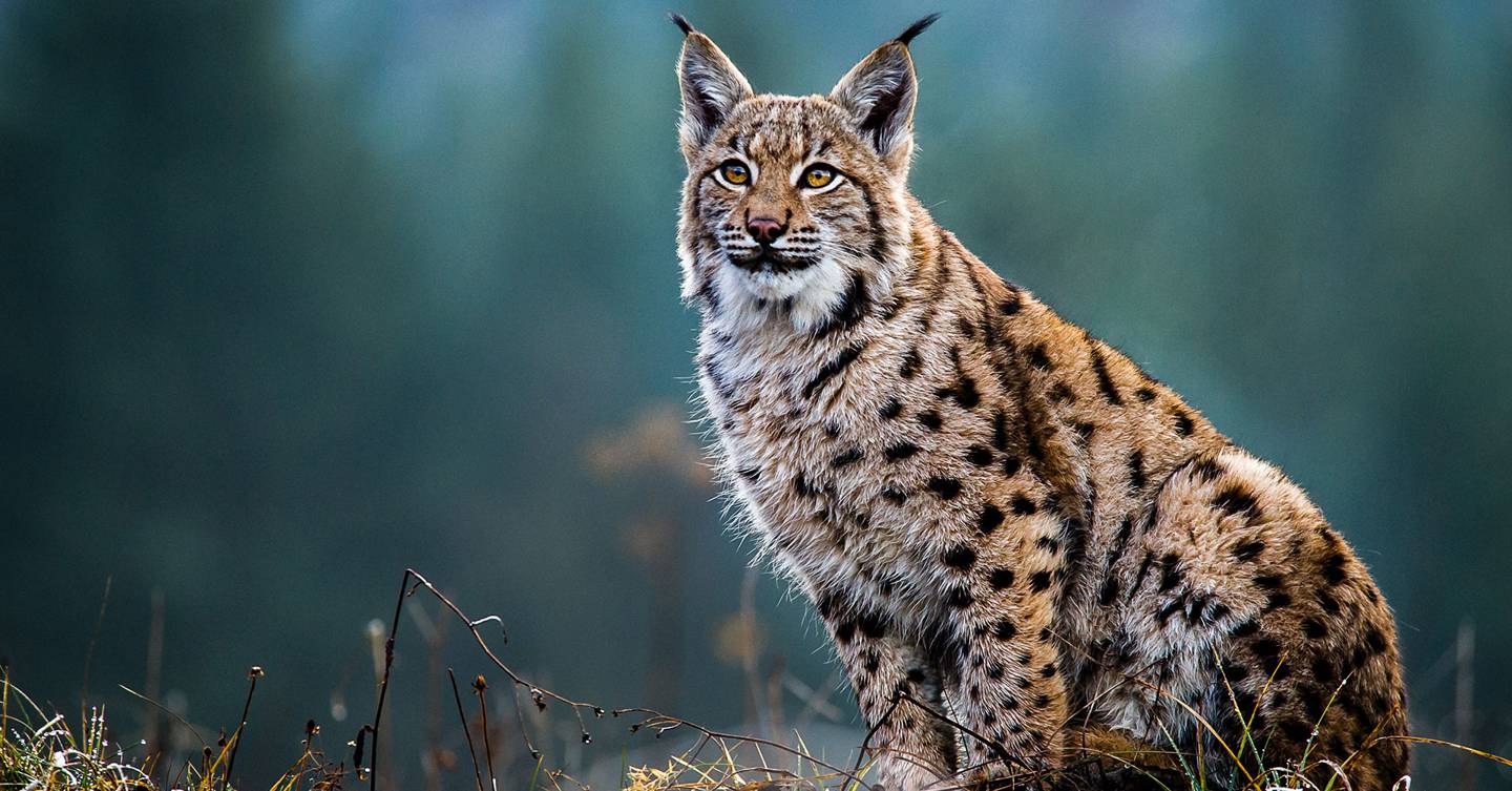 Billionaires bankroll study to investigate the return of wild lynx to