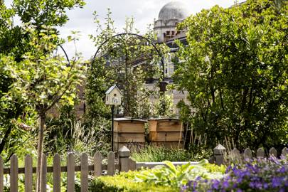 Quite the buzz: Urban beekeeping at the grandest of places in London
