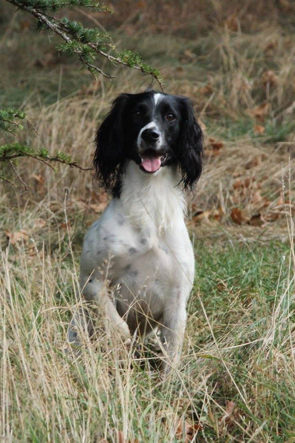 Best Gundogs In The Uk Pictures 