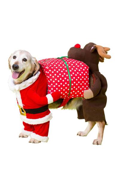 dog christmas fancy dress