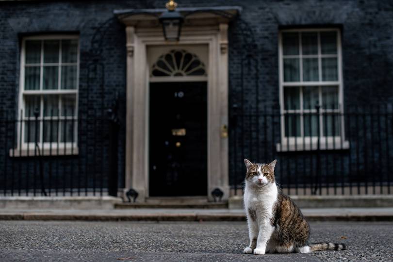 Dilyn the dog Downing Street pets history - Vimarsana News