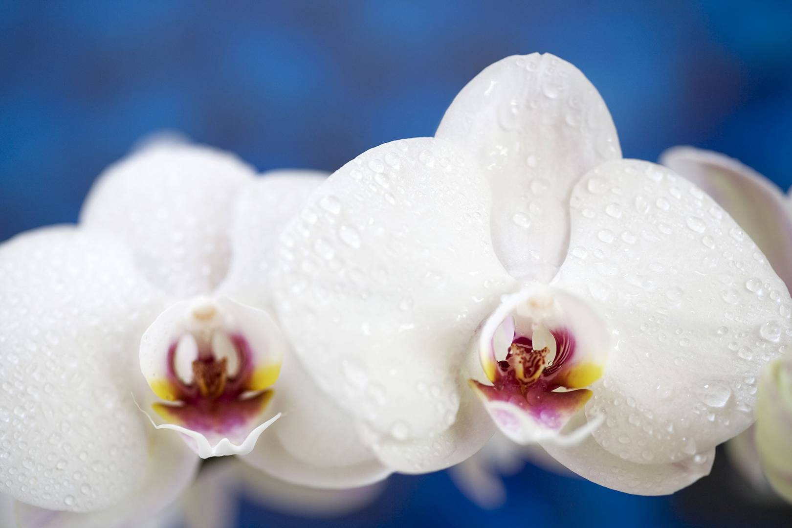 10 most expensive flowers Tatler