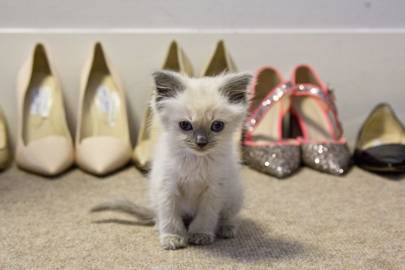 cute ragdoll