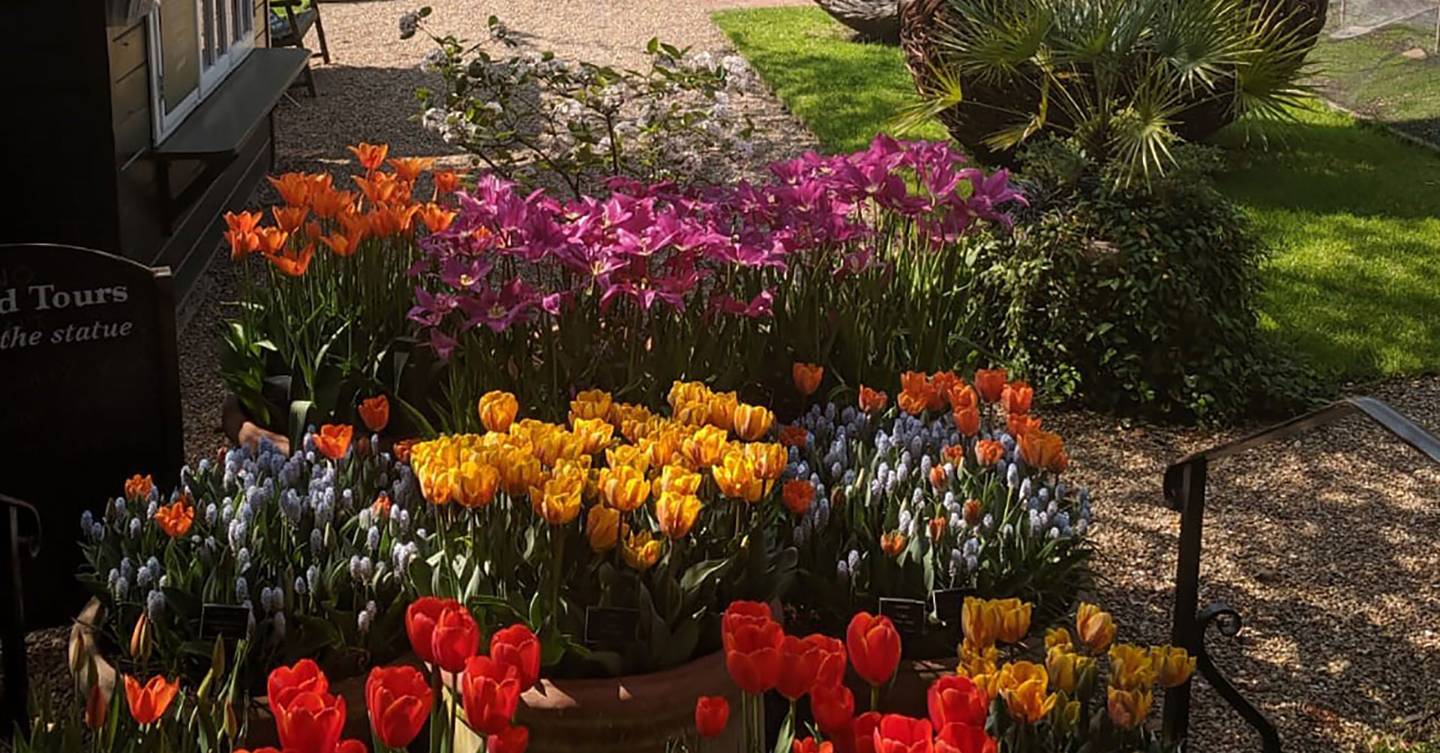 Why the Chelsea Physic Garden is the most restorative place to go right now - Vimarsana News