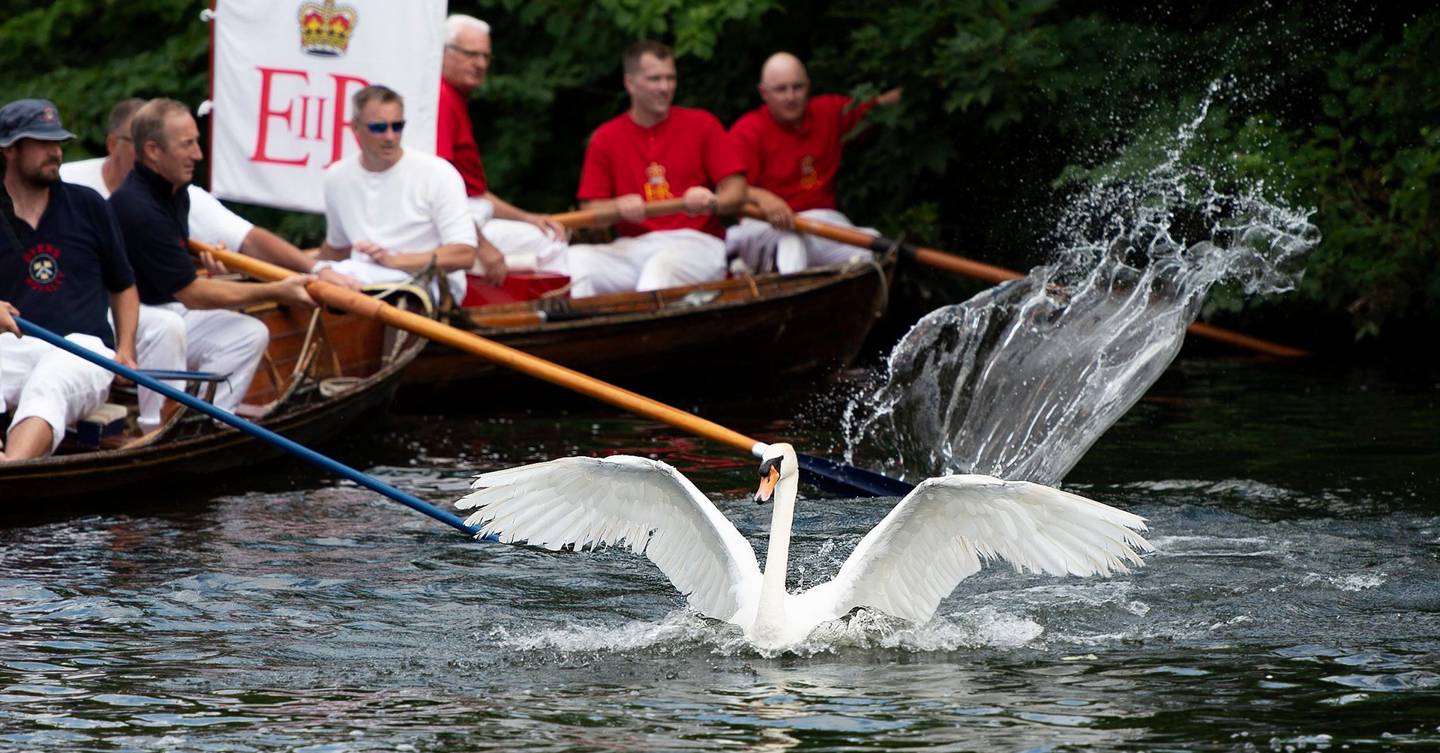 swan-upping-2021-will-go-ahead-tatler