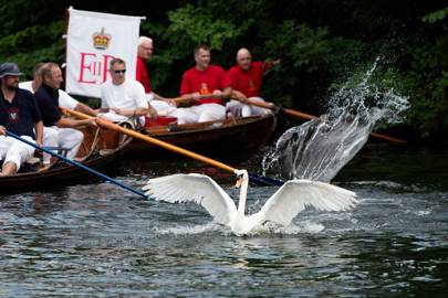 Her Majesty S Swans All Checked And Counted Tatler