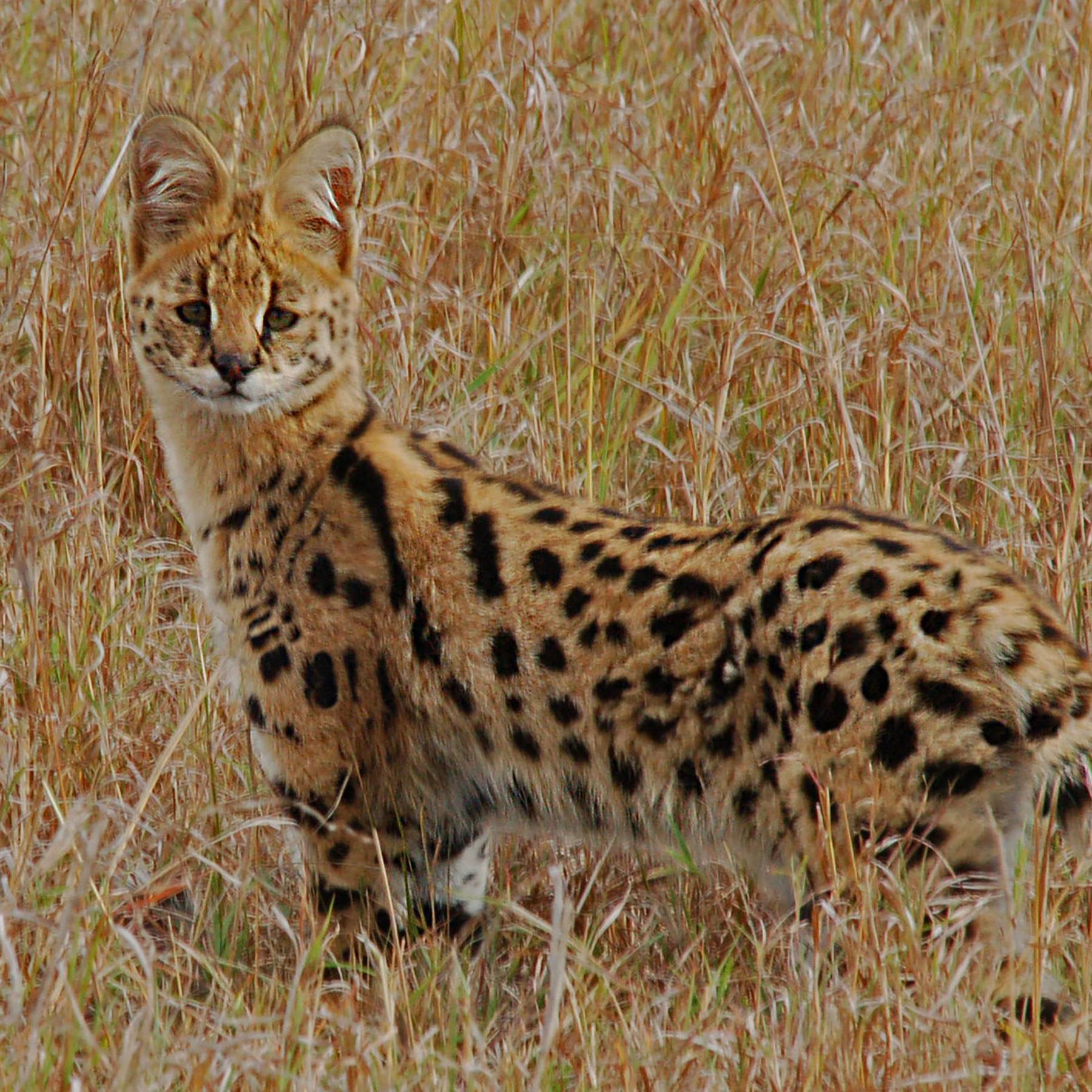 a savannah cat