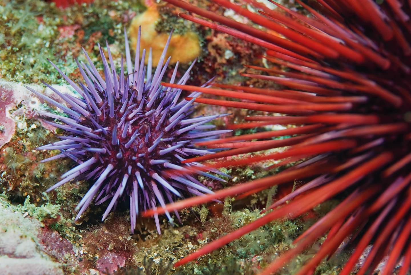How Sea Urchin has a Delicacy Tatler